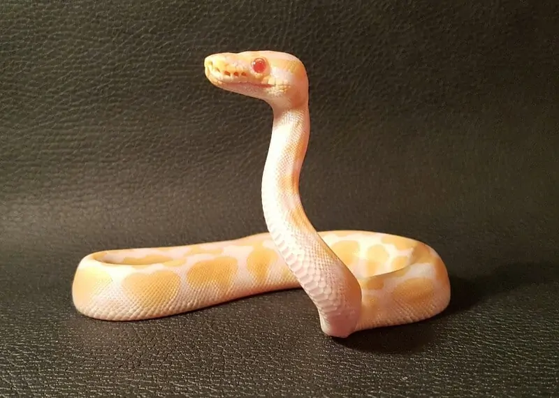 An albino type of ball python