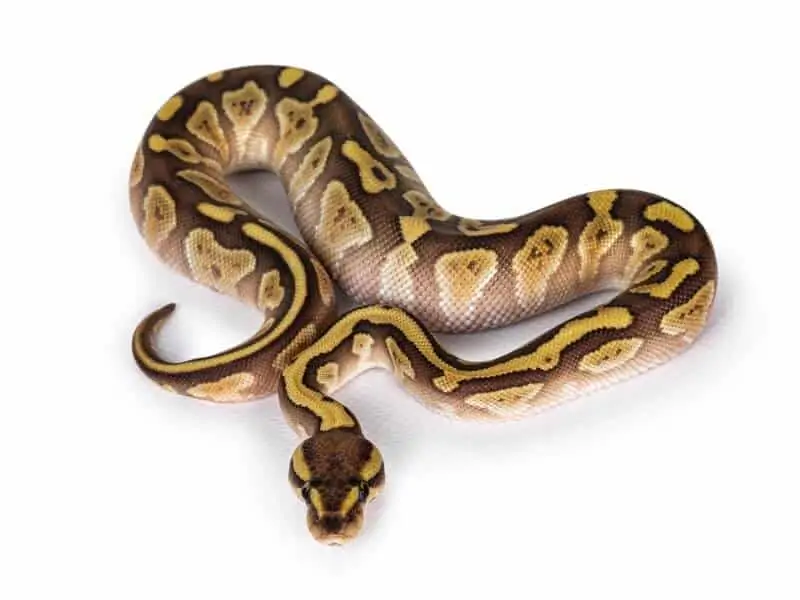 A baby lesser ball python