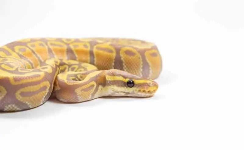 A coiled coral glow ball python