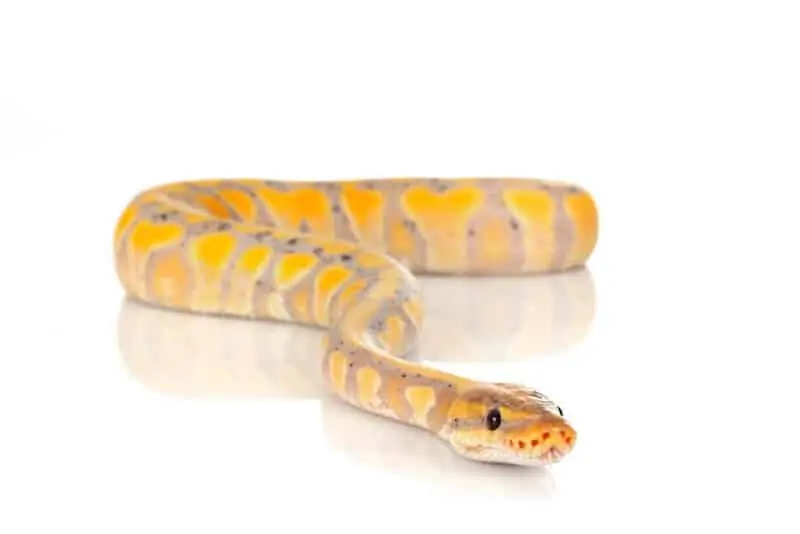 A bright banana ball python morph
