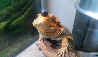 A bearded dragon about to eat a blueberry