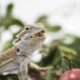 A bearded dragon eating a banana and other foods