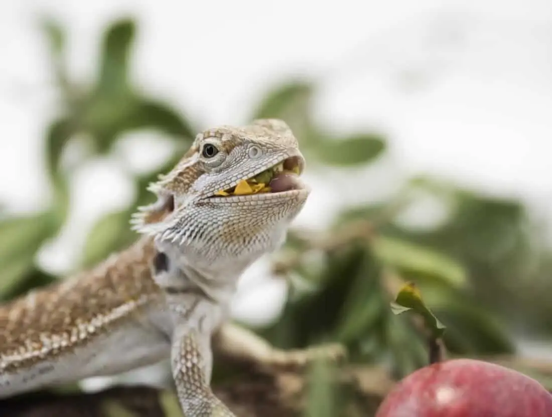 A bearded dragon eating a banana and other foods