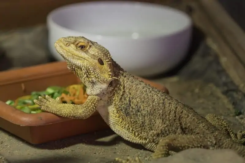 A bearded dragon eating out of a food bowl