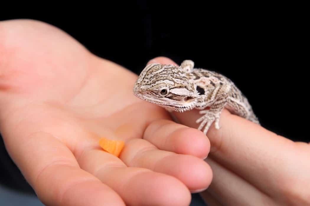 How Often Can Bearded Dragons Eat Carrots?