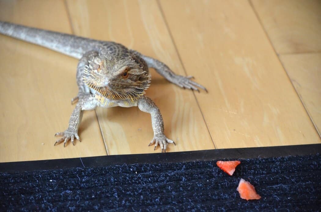 Pet bearded dragon eating strawberries