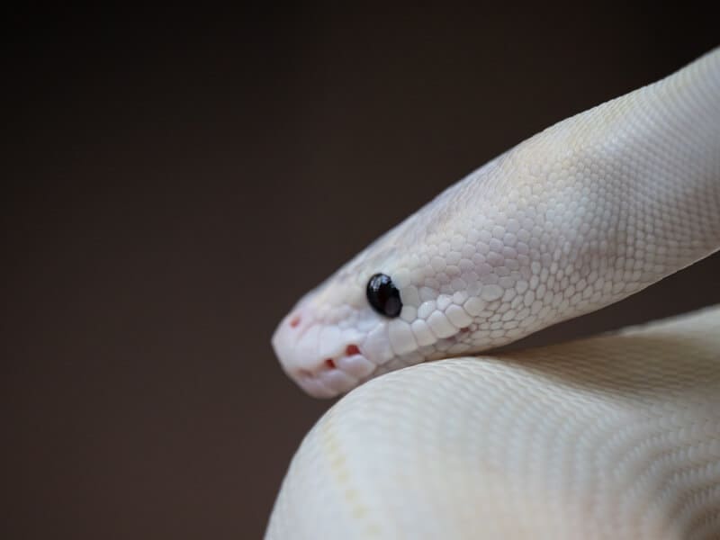 A type of ball python called the blue-eyed leucistic