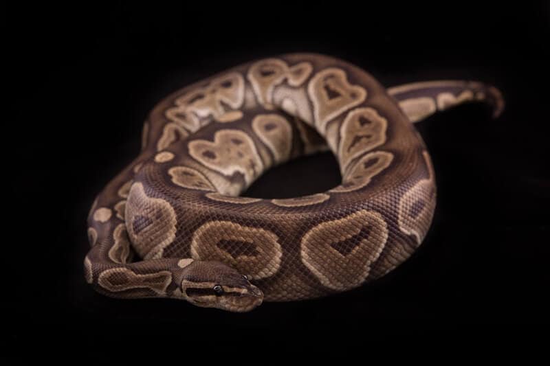 63 Stunning Ball Python Morphs (Our Favorite Types)