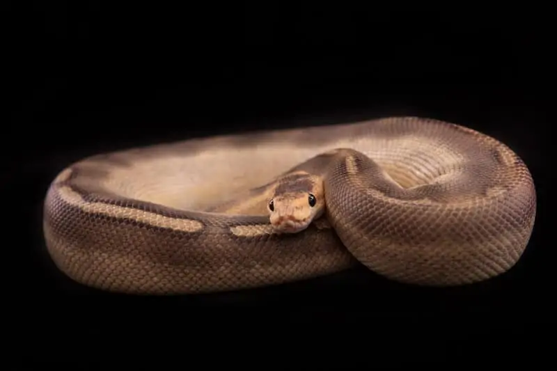 A coiled champagne type of ball python