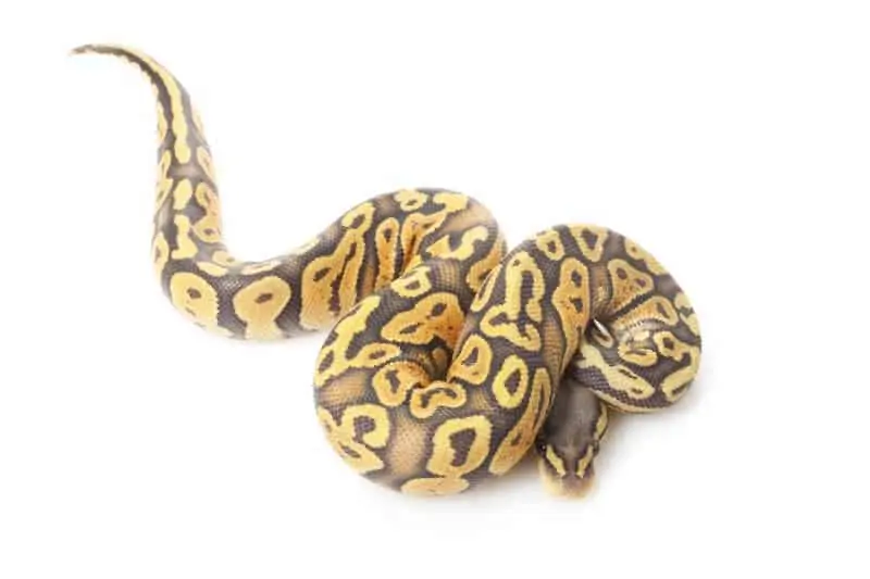 A ghost ball python morph