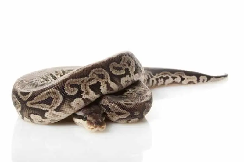 Pewter ball python morph