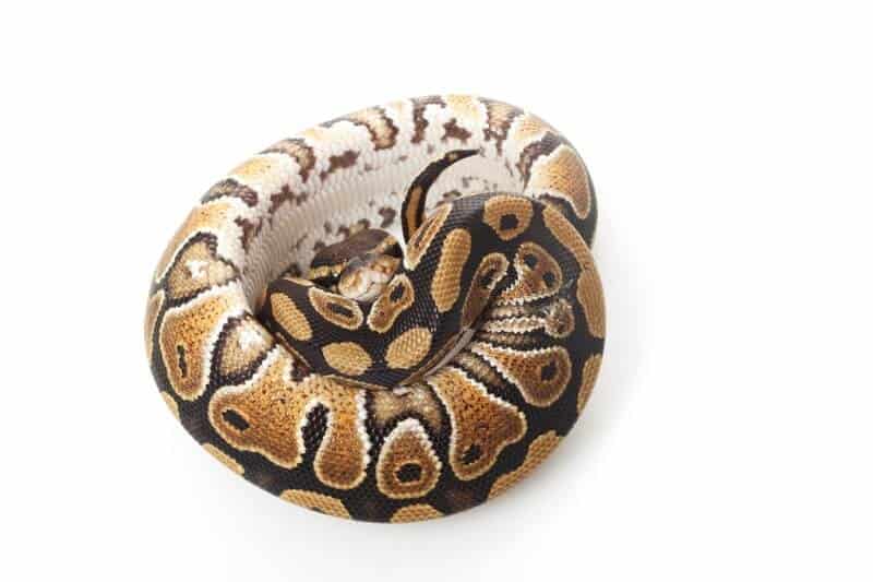 A type of ball python named phantom