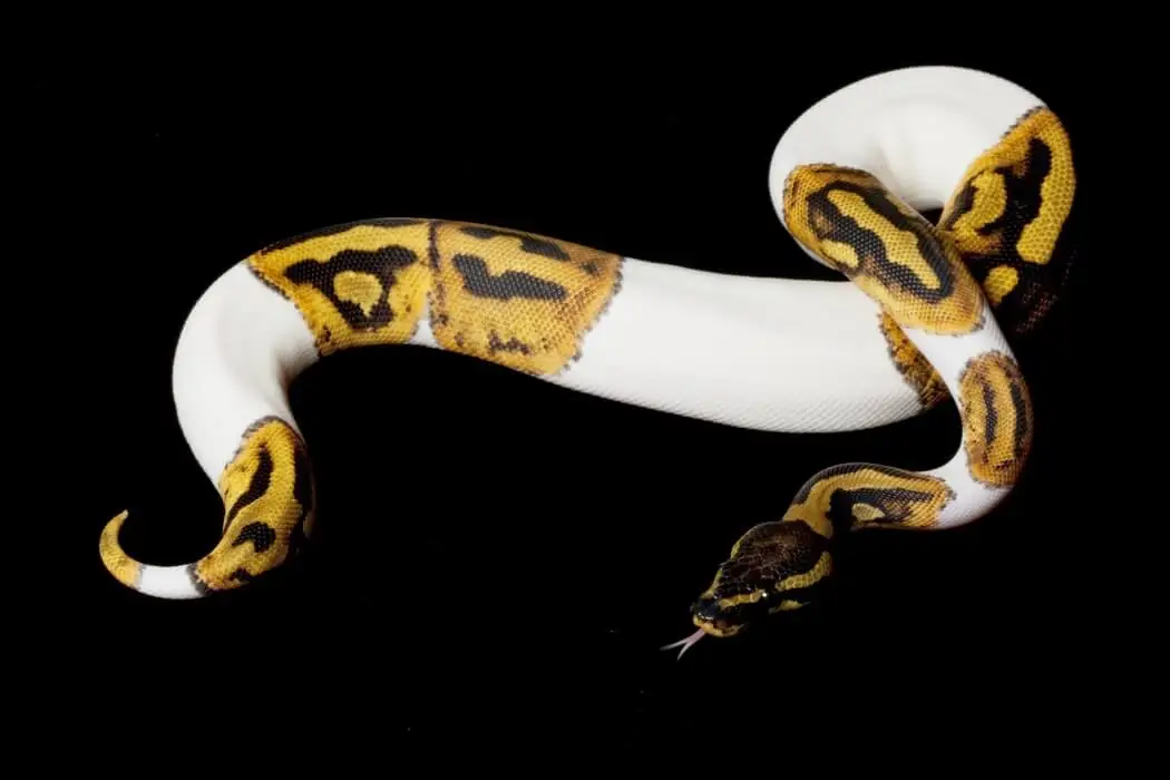 A piebald ball python morph