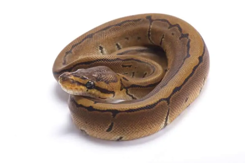 The pinstripe ball python morph