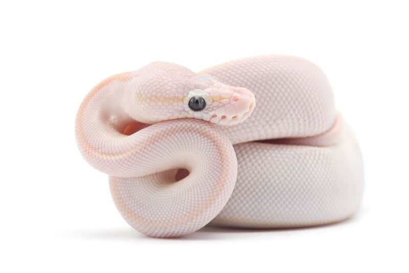 A small white ball python