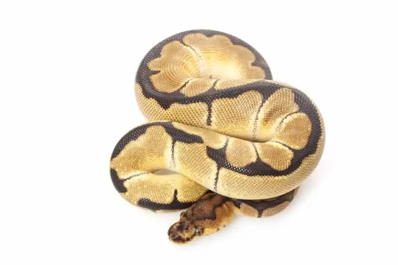 A thick clown ball python snake