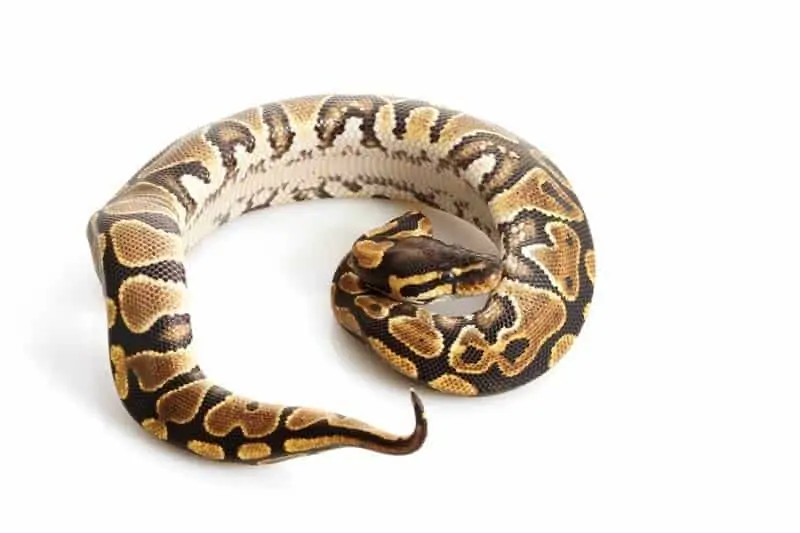 A colorful yellow belly ball python morph