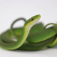 A rough green snake coiled up