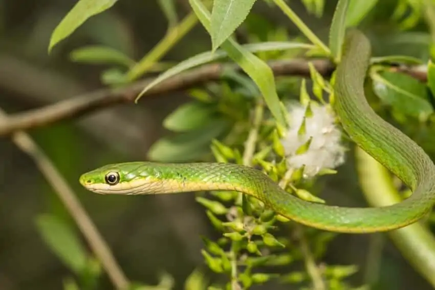Male rough green snake inside its enclosure
