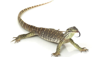 An adult Argus monitor