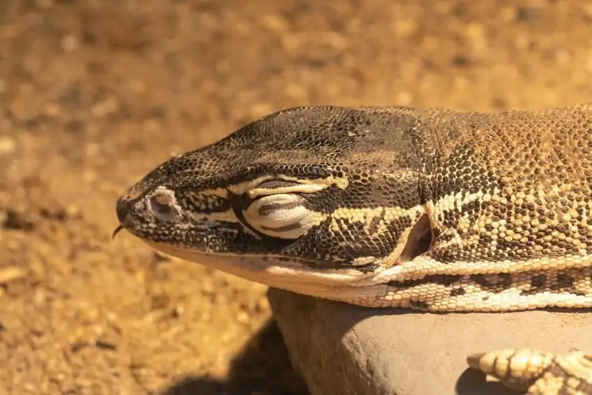 A male Argus monitor basking inside its enclosure