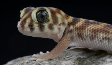 A pet frog-eyed gecko