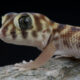 A pet frog-eyed gecko