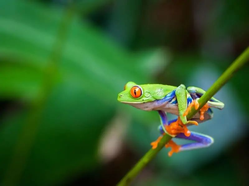 A red-eyed tree frog climbing