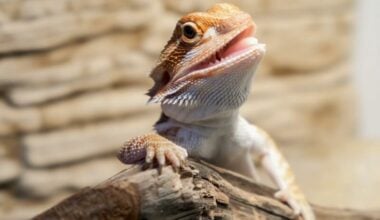 A pet bearded dragon before eating eggs
