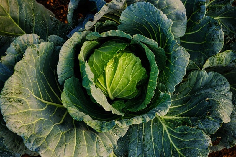 Fresh cabbage before getting eaten by a bearded dragon