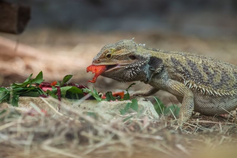 A bearded dragon eating watermelon and other food in a bowl