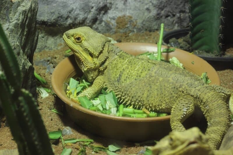 A bearded dragon in a bowl of food with kale