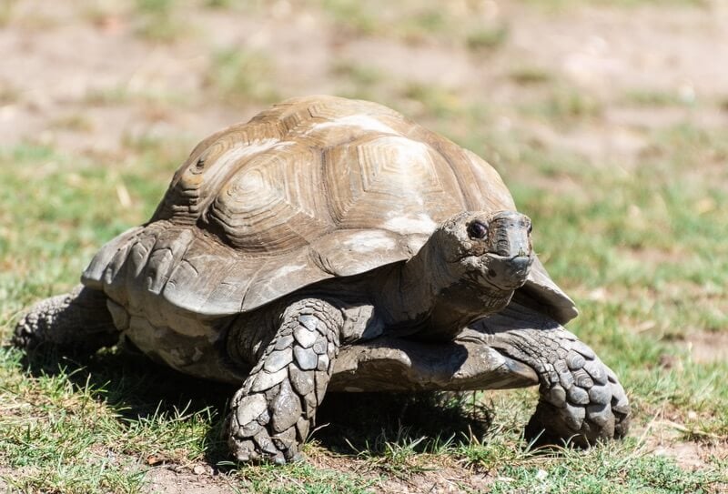 A Burmese mountain tortoise in an outdoor enclosure