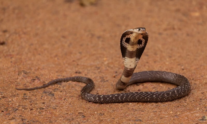 A king cobra moving in the wild