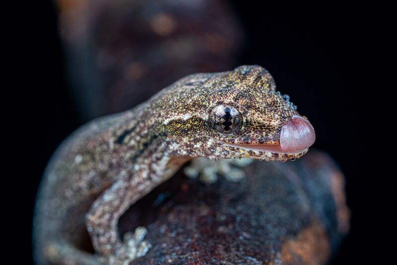 A mourning gecko licking its mouth