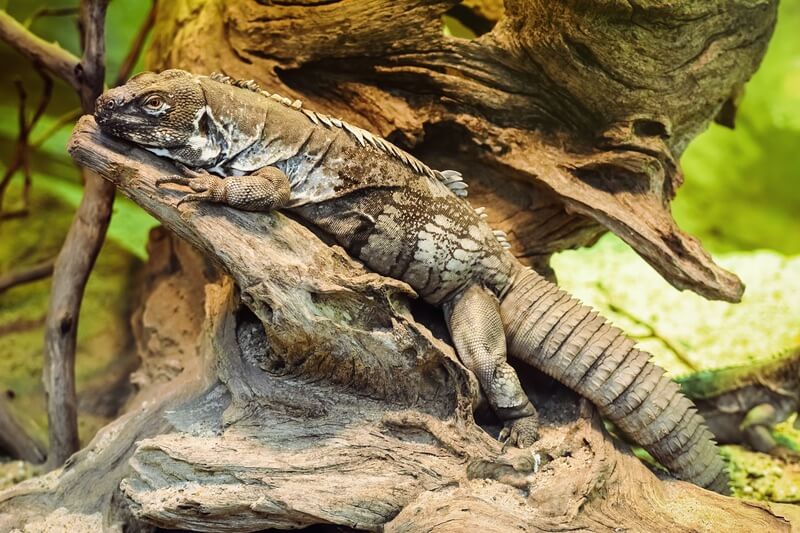 A type of iguana called the spiny-tailed iguana