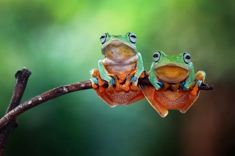 Two frogs with good names