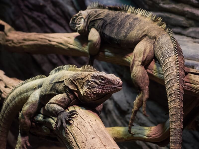 Two West Indian rock iguanas