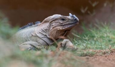 A type of iguana with the name rhinoceros