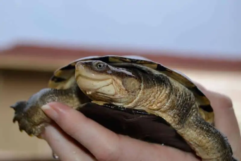 An African sideneck turtle being handled