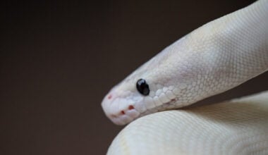 A blue eyed leucistic ball python resting