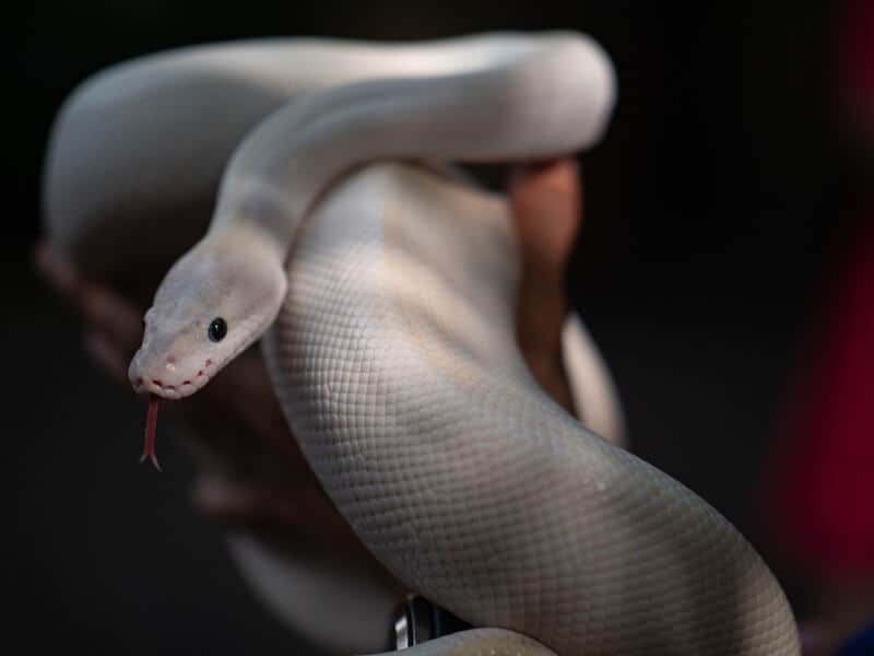 A blue eyed leucistic ball python being held by its owner