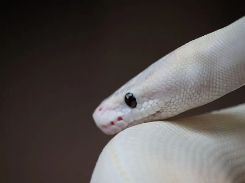 A blue eyed leucistic ball python resting