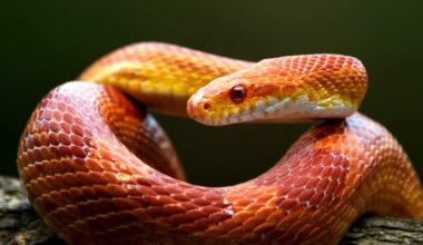 A corn snake resting on a branch