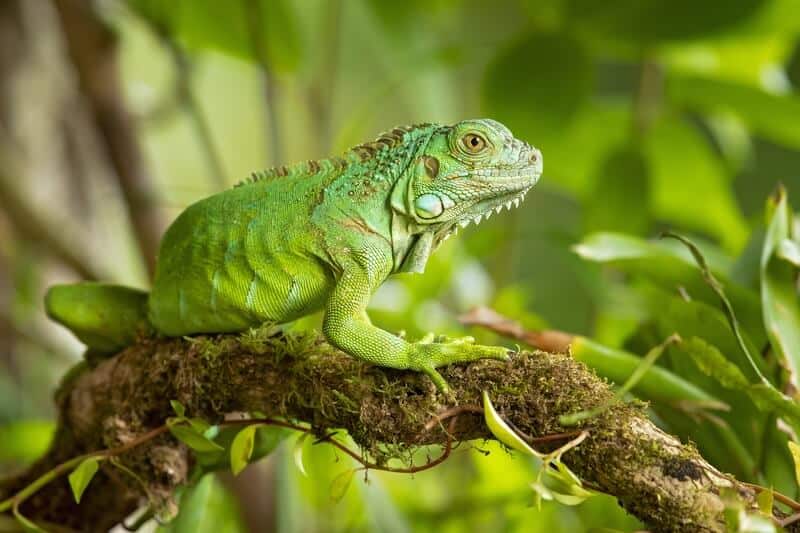 A green iguana resting in a tree