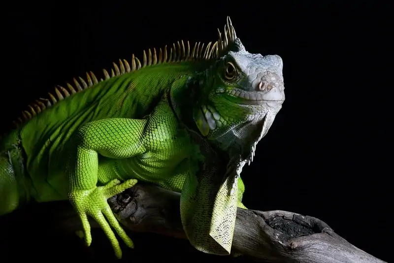 An adult green iguana