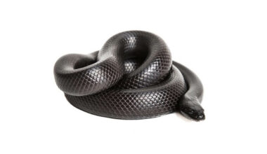 One coiled Mexican black kingsnake