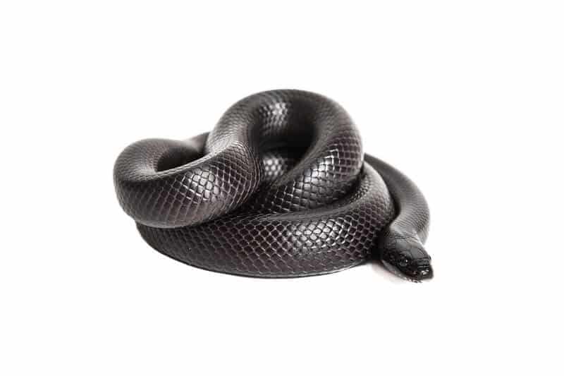 One coiled Mexican black kingsnake