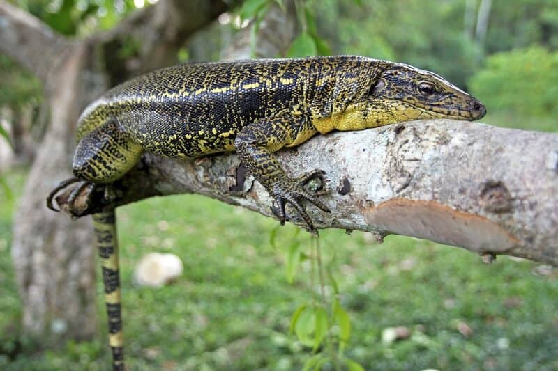 Tegu lizard basking on a tree branch in its enclosure