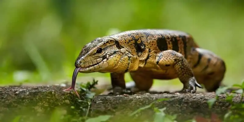 A tegu lizard looking for food